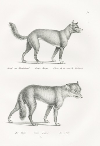 Dingo chien chiens - chien,