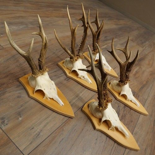 Gtk21 493 lot paires de - de,