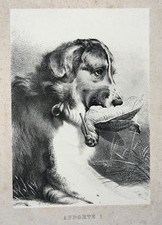 Apporte LITHOGRAPHIE Chien CHASSE Gibier XIX°