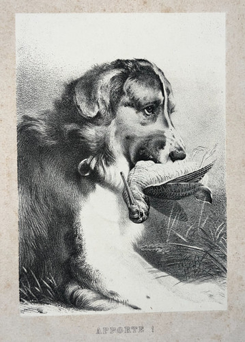 Apporte lithographie chien - apporte,