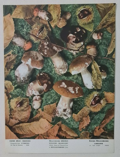 Cepes chataignes 1938 - cepes, et