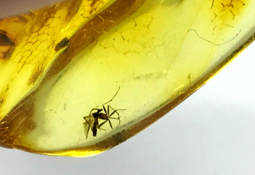 Piece ambre insectes cadeau - piece,