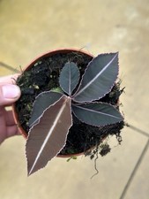 Labisia Pumila Pot 10,5cm (
