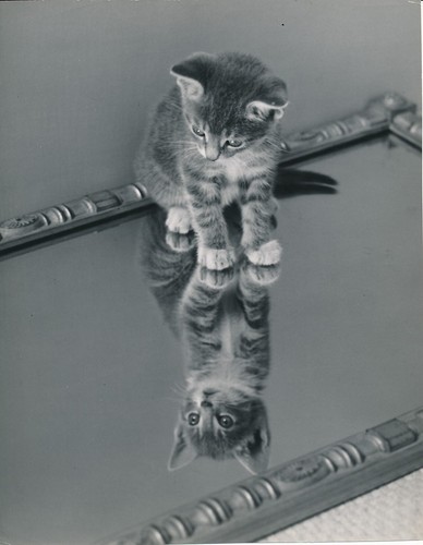 Grande photo chat chaton - grande,