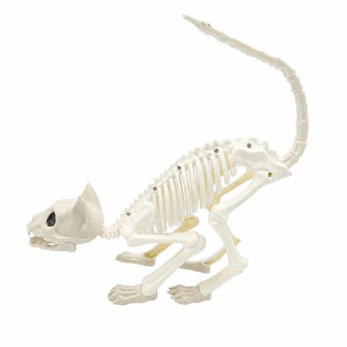Squelette chat articulé - de,