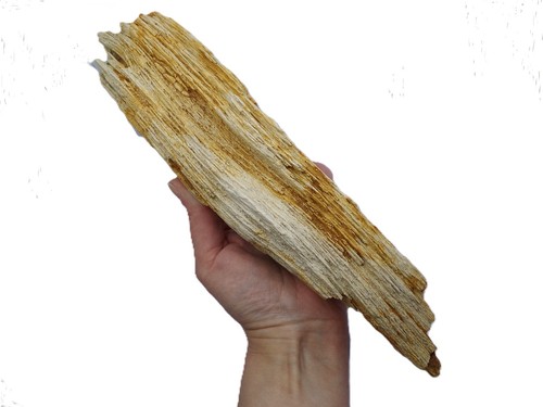Morceau bois fossilisé - de, de