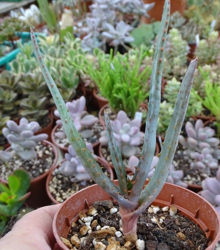 Aloe capitata angavoana cactus - angavoana,