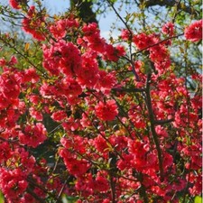 6 Boutures Cognassier du Japon