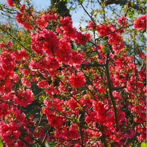 Boutures cognassier japon - 6,