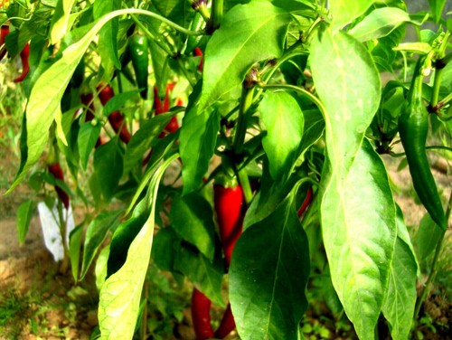 Graines piment de - 30,