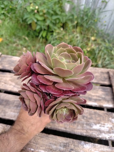 Aeonium blushing beauty big - "blushing, beauty"