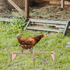  Activité Des Poules