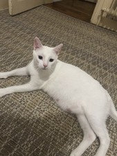 Animal Chatte Blanche Yeux