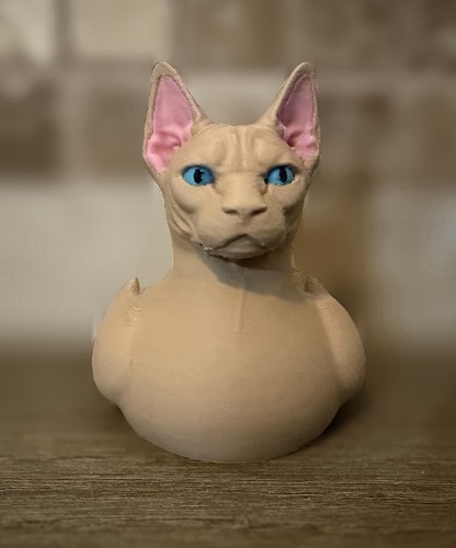 Sphynx cat ducking - -, cruises