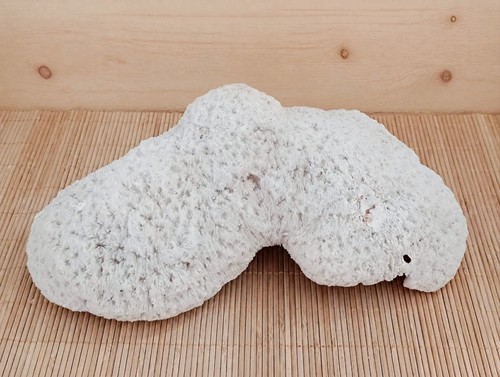 Squelette corail blanc - de,