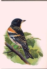 POSTCARD**NORTHERN PINSON - NATURE - BIRDS - WILDLIFE - DRAWING - A.BUZIN 