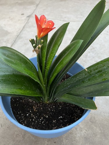 Clivia miniata bush lily - clivia, 12