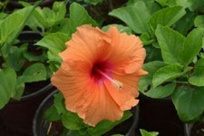 SEMI HIBISCUS SYRIACUS CANARY ORANGE, 20 GRAINES D'HIBISCUS ORANGE avec HOMMAGE