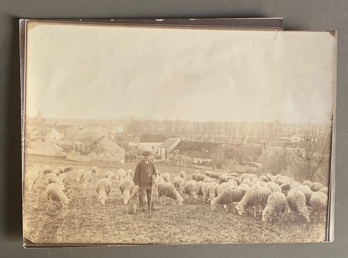 Photo ancienne moutons berger - photo,