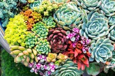 🌿 LOT 100 plantes grasses