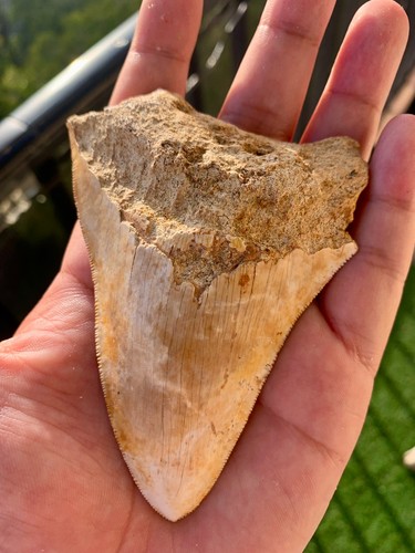 Dent megalodon 10 - de, –
