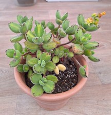 Cotyledon tomentosa «