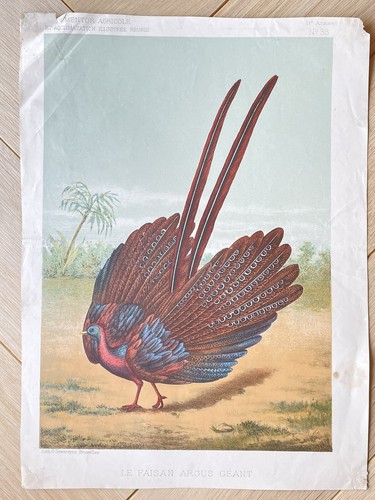 Ancienne chromolithographie - , le
