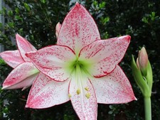 15 Amaryllis seed 1,000 Stars