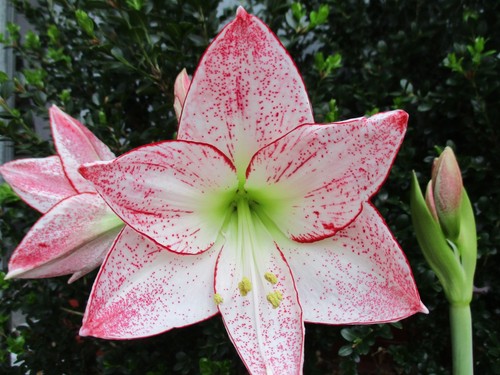 Amaryllis seed 000 - amaryllis,
