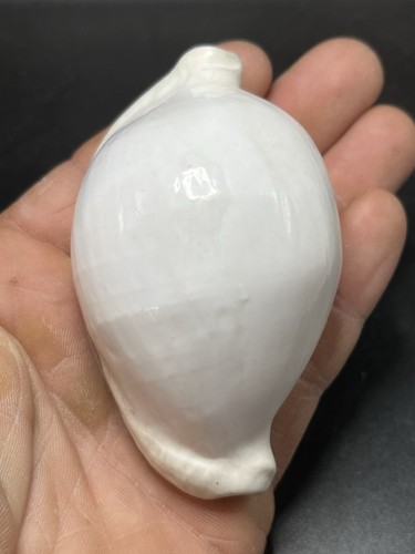 5cm coquillage de - 3.74",