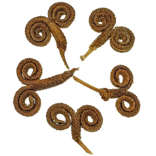 Gousses palmier mâle lot - mâle,