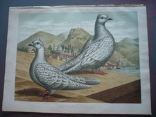 GRAVURE 1883 LES PIGEONS