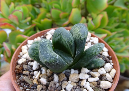 Haworthia truncata eastbourne - truncata,