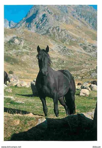Carte postale animaux - carte,