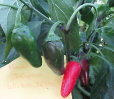 50 graines de piments