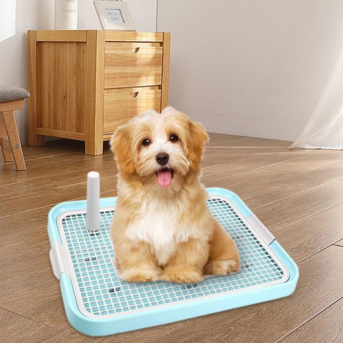 Toilettes pour chien bassin - bassin, de