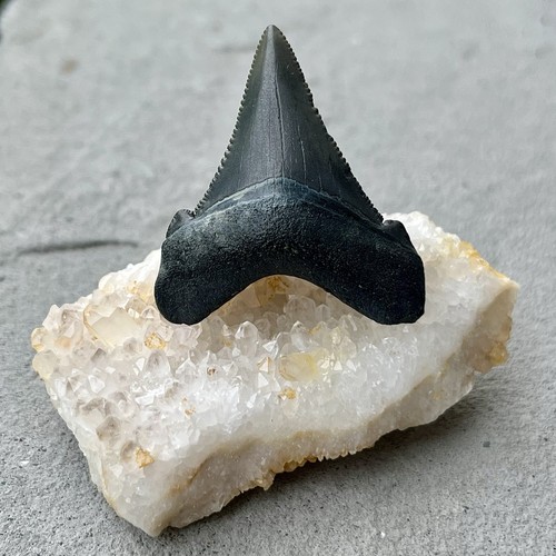 Angustidens shark tooth - angustidens,