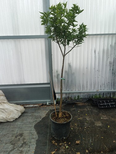Citrus clementina - citrus,