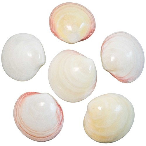 Coquillages codakia tigrina