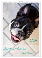 Boston Terrier le chien 2026 (Calendrier mural 2026 DIN A4 vertical), CALVENDO c