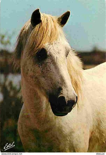 Postcard animals horses - postcard,