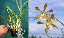 Encyclia tampensis x