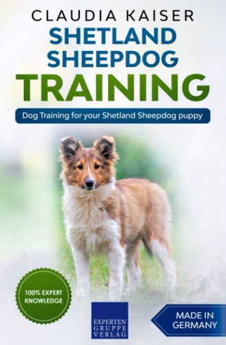 Shetland sheepdog training - shetland,