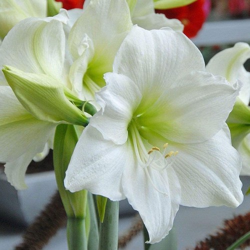 White amaryllis bulbs - 2,