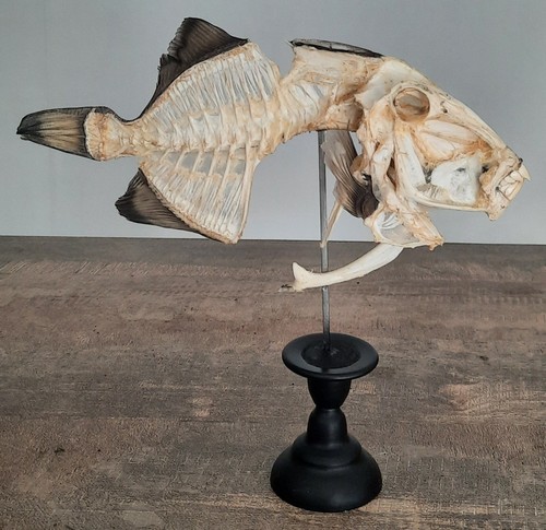 Curiosité taxidermie - taxidermie,