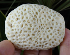 Corail Fossilisé galet blanc 6.5x5cm fossile collection ancien cabinet curiosité