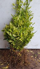 Citrange C-35 (De semis) Par