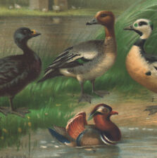 1897 Lithographie originale Canards espèces Canard Mandarin Colvert Ornithologie