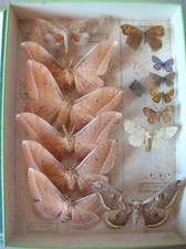 Ancienne vitrine boîte collection grand papillon cabinet curiosité n°7