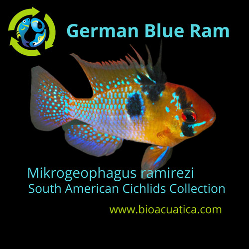 Beautiful german blue ram - german,